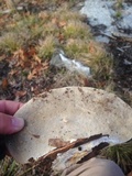 Tyromyces chioneus image