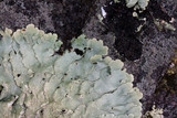 Flavoparmelia baltimorensis image