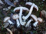 Agaricus hondensis image