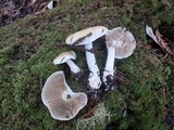 Hebeloma velutipes image