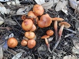 Phaeocollybia californica image