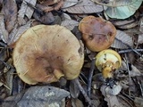 Suillus caerulescens image