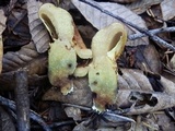 Suillus caerulescens image