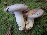 Lactarius argillaceifolius image