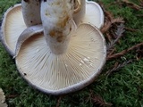 Lactarius argillaceifolius image
