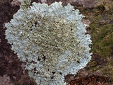 Physcia americana image