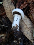 Cortinarius alboviolaceus image