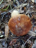 Boletus regineus image