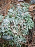 Dibaeis baeomyces image