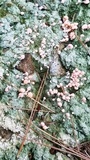 Dibaeis baeomyces image