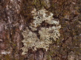 Anaptychia palmulata image