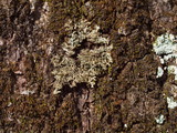 Anaptychia palmulata image