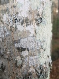 Lecanora hybocarpa image