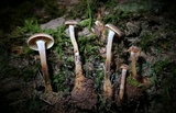 Xeromphalina cauticinalis image