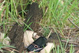 Morchella importuna image
