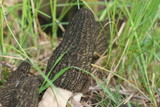 Morchella importuna image
