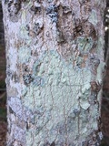 Lecanora thysanophora image
