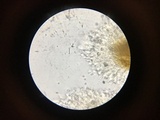 Resinicium bicolor image