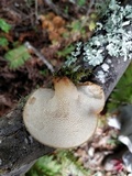Polyporus tuberaster image