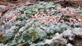 Dibaeis baeomyces image