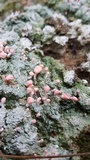 Dibaeis baeomyces image