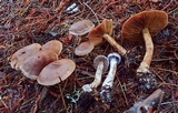 Cortinarius athabascus image