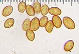 Cortinarius athabascus image