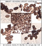 Coprinellus callinus image