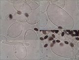 Coprinellus callinus image