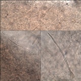 Coprinellus callinus image