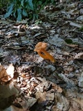 Cantharellus ignicolor image