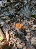 Cantharellus ignicolor image