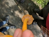 Cantharellus ignicolor image