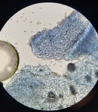 Pluteus americanus image