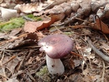 Russula vinacea image