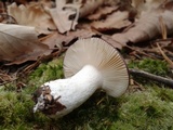 Russula vinacea image