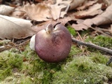 Russula vinacea image