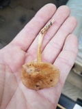 Marasmius oreades image