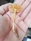 Marasmius oreades image