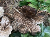 Lentinus tigrinus image