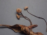 Gymnopus sublaccatus image