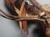 Gymnopus sublaccatus image