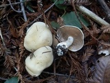 Hebeloma velutipes image