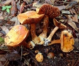 Cortinarius callimorphus image