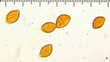 Cortinarius callimorphus image