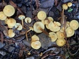 Flammula malicola image