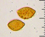 Cortinarius callimorphus image