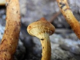 Flammula malicola image