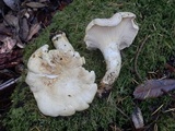 Cantharellus subalbidus image