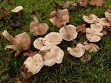 Hebeloma fragilipes image